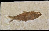 Bargain Knightia Fossil Fish - Wyoming #41138-1